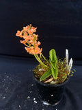 Select Barrita Orchids Sarcochilus INDP/181