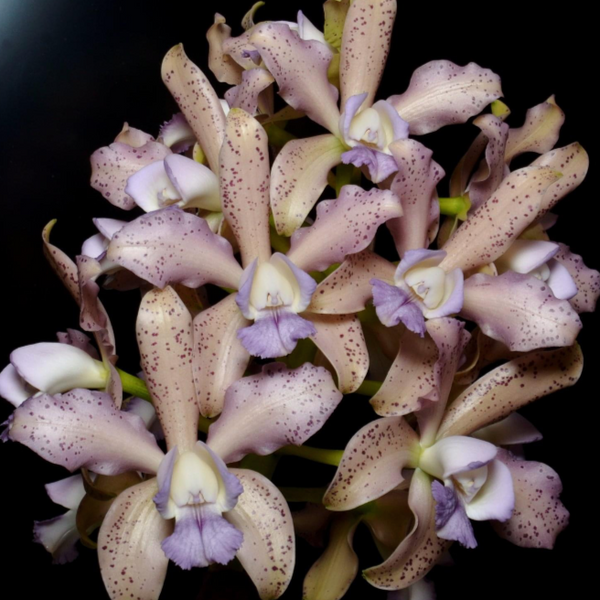 Cattleya Orchid Seedling (C. Interglossa f. coerulea 'Purple Tower' BM/JOGA  x C. Leoloddiglossa 'Diamond Orchids 4N')