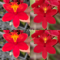 Epidendrum Seedling (Pacific Artist  x Pacific Sunsplash) 'Surprise' x Topaz Special 'Royal'