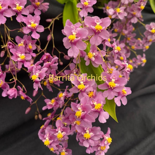 Orchid species J002 Oncidium sotoanum ‘Big’ x Oncidium sotoanum ‘#3’