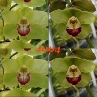 Cymbidium seedling J004 Barrita Cutlass 'Chief' x (Valley Den Hoogenband x Zenation) 'Milgreen'