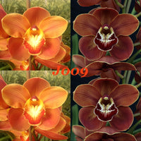 Cymbidium seedling J009 Barrita Thunder 'Golden Orange' x Khan Wall 'Orange Flame'