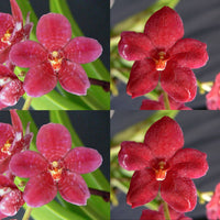 Sarcochilus Orchid Seedling. J041 (Kulnura Intensity 'Mottle Base' X Kulnura Dazzel 'Deep Velvet')