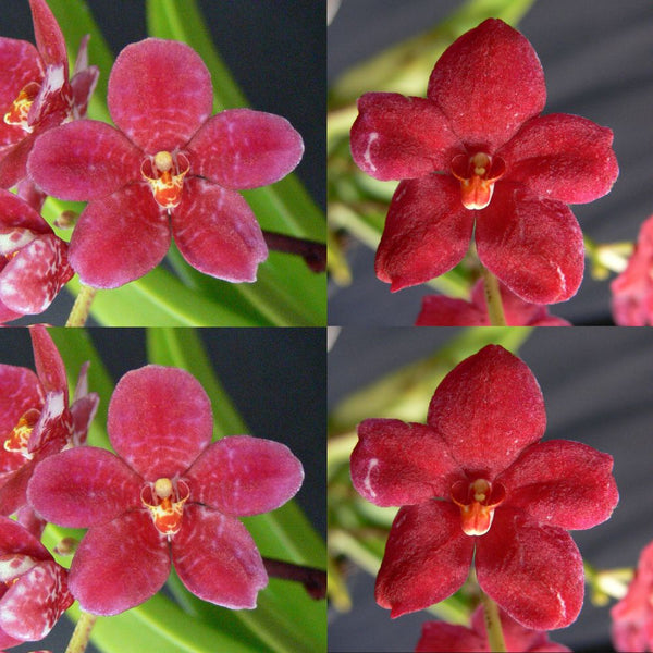Sarcochilus Orchid Seedling. J041 (Kulnura Intensity 'Mottle Base' X Kulnura Dazzel 'Deep Velvet')