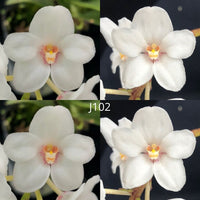 Sarcochilus Orchid Seedling. J102 (Kulnura Snowflake 'Freeby' X Kulnura Snowflake '4.2')