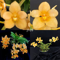 Sarcochilus Orchid Seedling. J109 (Kulnura Khaleesi 'Prolific' x Kulnura Yowie '3')