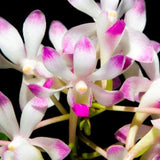 Orchid Seedling Neo falcata 'Snow white' x Aerides rosea 'Barrita'