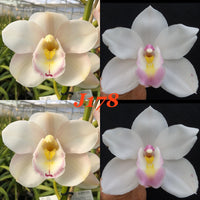 Cymbidium seedling J178 (Darryl's pride x Kulnura Alchemy) 'Softest' x Joanstar 'Sensuous'