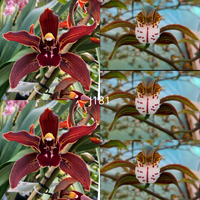 Cymbidium seedling J181 Death Wish 'Velvet Chocoloate' x erythraeum 'Paradise'