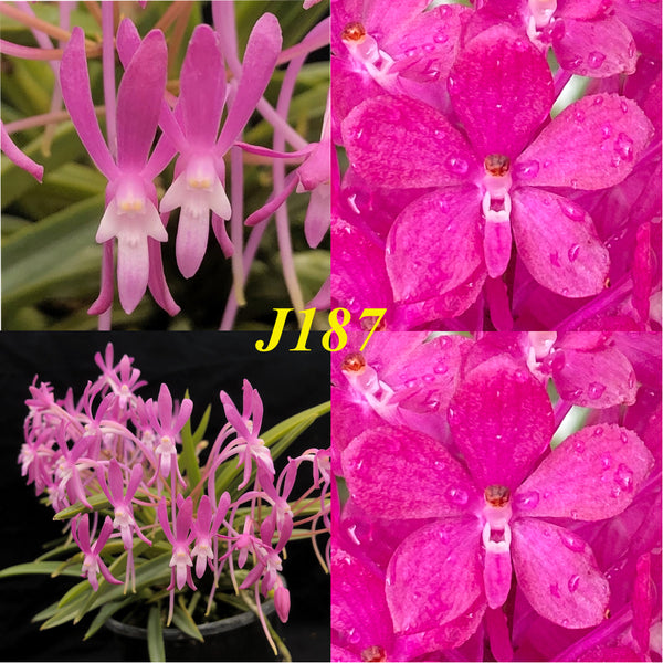 Orchid Seedling Vanda Kaori 'Pink Beauty' x Asctm. ampullaceum 'Barrita'