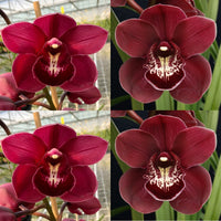 Cymbidium seedling J191 Regal Flames ‘Queen of Hearts’ x Barrita Inflamed ‘Nicole’