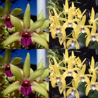 Dendrobium Orchid Seedling. Den Memoria Alicia ‘Kings Park’ x Brimbank Gold ‘Craigmore’