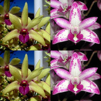 Dendrobium Orchid Seedling. Den Memoria Alicia 'Kings Park' x Flinders 'World's Best'