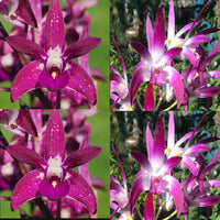 Dendrobium Orchid Seedling. Den (Class 'WOC' x Auscobber ‘Danielle’)