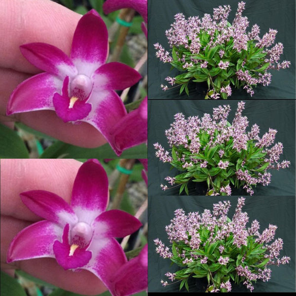 Dendrobium Orchid Seedling. Den Australian Rose Beauty 'Pink Lip' x Tyabb 'Young Splendour'