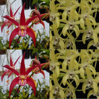 Dendrobium Orchid Seedling. Den Vung Tau ‘Danielle’ x Speciosum ‘Sonny James’ AM/AOC