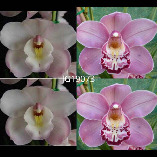 Cymbidium Seedling JG19073 Valley Vapour 'Pastel Jewel' x Elle Ronis 'Ruby'