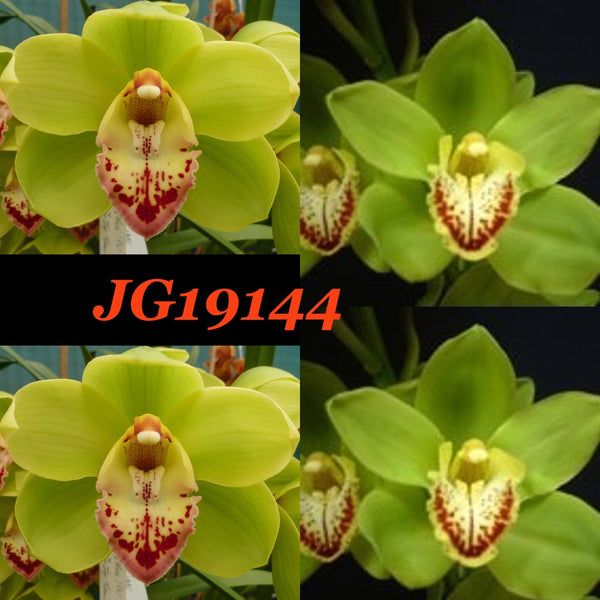 Cymbidium Seedling JG19144 Winter Kiss 'Pink Lips' x Centennial 'Green Dragon'