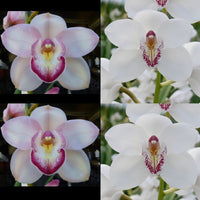 Flask JG20033 (Elisabeth Rickard 'Pinkie' x Joan's Charisma 'Vanity'