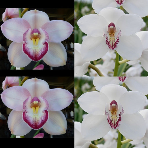 Flask JG20033 (Elisabeth Rickard 'Pinkie' x Joan's Charisma 'Vanity'