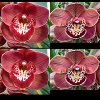 Flask JG20059 (Flaming Comet 'Dark Matter' x Flaming Amber 'Petra')