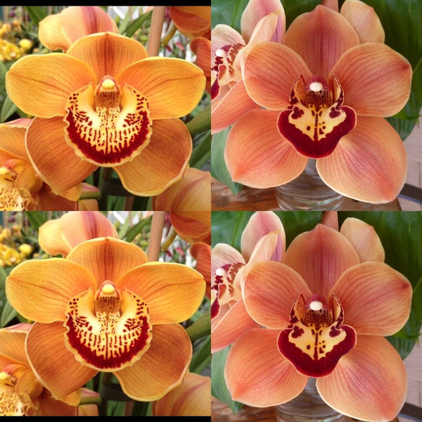 Flask JG20126 Morisset 'Sunset' x Boogie Wonderland 'Royale'