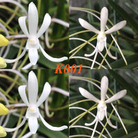 Orchid Seedling Vanda falcata 'Elegant' x Vanda falcata 'Bart's Giant'