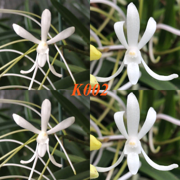 Orchid Seedling Vanda falcata ‘Bart’s Giant x Vanda falcata ‘Elegant’