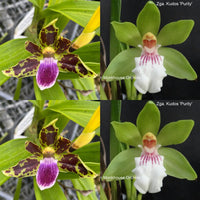 Zygopetalum Flask L314 (Hmwsa. Mighty Mouse 'Bouquet' x Zga. Kudos 'Purity')