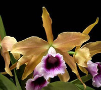 Cattleya Species Orchid Cattleya tenebrosa