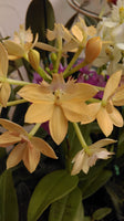 Epidendrum Clone in a 140 (Pacific Stonefruit x Pacific Jubilee) 'Lemon'