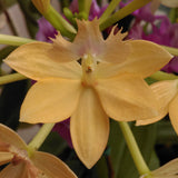 Epidendrum Clone in a 140 (Pacific Stonefruit x Pacific Jubilee) 'Lemon'
