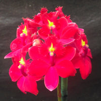 Epidendrum clone in a 100 (Pacific Mulbury x Pacific Rivalry) 'Blazing Red'