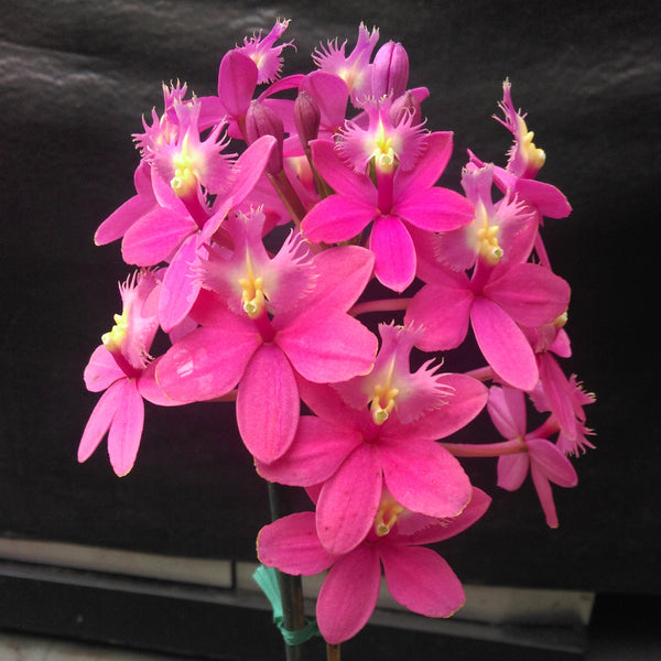 Epidendrum clone in a 100 (Pacific Zinger x Special Valley) 'TYP'