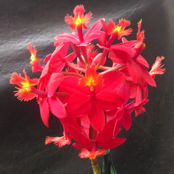 Epidendrum (Pacific Sunset x Pacific Contrast) 'Watermelon