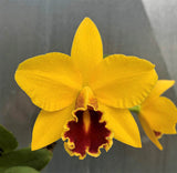 100mm Cattleya Orchid Seedling  (Pot. Little Toshie 'Gold Country' AM/AOS x Blc. Love Sound 'Dogashima' AM/AOS)
