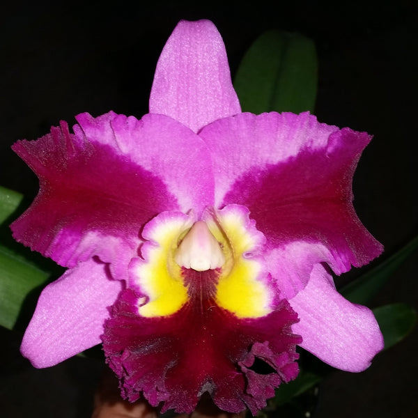 Cattleya orchid clone Rlc. Swan's Lolly 'Topaz Velvet'