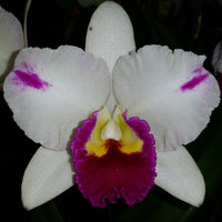Cattleya orchid clone Rth. Topaz Softly 'Flash'
