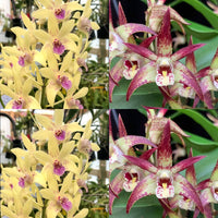 Dendrobium Orchid Seedling. Den Special Memory 'Danielle' x Brimbank Uluru 'Sunset'.