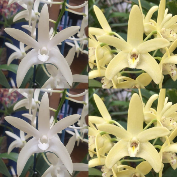 Dendrobium Orchid Seedling. Den Samford Snow 'Danielle' AM/AOC x DunoKala 'Moon Yellow'