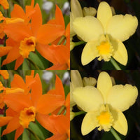 Cattleya Orchid Seedling (Blc. Guess What 'SVO' AM/AOS x Blc. Love Sound 'Dogashima' AM/AOS)