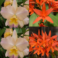100mm Cattleya Orchid Seedling Pot. William Farrell 'Native Son’ x Lc. Trick or Treat 'Orange Magic' AM/AOS)