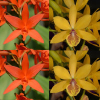 100mm Cattleya Orchid Seedling (Lc. Trick or Treat 'SVO 4n' x Epc. Kyoguchi 'Diamond Orchids' AM/AOS)