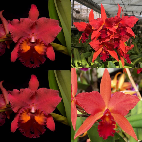 Cattleya Orchid Seedling (Pot. Carolina Splendor 'Krull's Ruby' AM/AOS x Lc. Spring Fires 'Lenette #3')