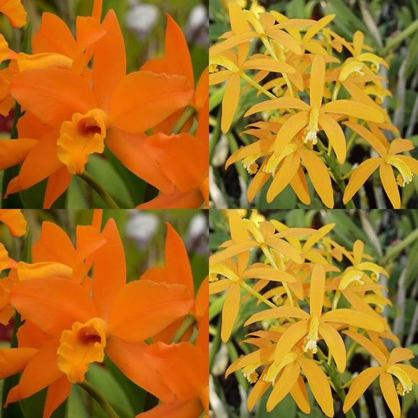 Cattleya Orchid Seedling (Blc. Guess What 'SVO' AM/AOS x Lc. Gold Star 'SVO' 4n)
