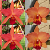 100mm Cattleya Orchid Seedling Pot. (Lc. Spring Fires 'Lenette #3' x Pot. Telling Lies 'SVO Best')