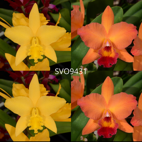 100mm Cattleya Orchid Seedling (Pot. Love-Love 'SVO Superior' x Pot. Telling Lies 'SVO Best')