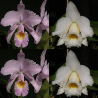 100mm Cattleya Orchid Seedling Pot. (C. schroederae 'SVO' AM/AOS x L. alaorii 'Snowflakes')
