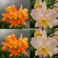 Cattleya Orchid Seedling (Blc. Guess What 'SVO' AM/AOS x Blc. William Farrell 'Native Son')