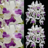 Cattleya Orchid Seedling C. Interglossa f. coerulea aquinii 'SVO' x C. Interglossa f. coerulea 'Purple Tower' BM/JOGA